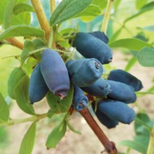 Honeybee Mézbogyó 2 Éves Előnevelt