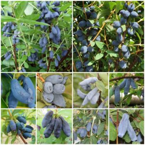 Antioxidáns Bomba Mézbogyó Válogatás (10db)