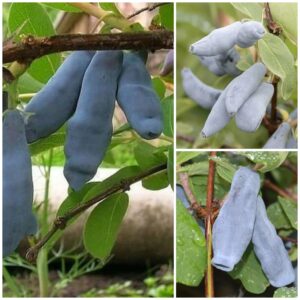 Cári Csemege Előnevelt Mézbogyó Válogatás (3db)