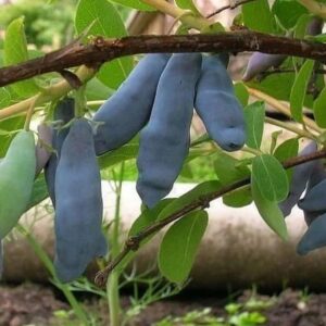 Leningradski Velikan 2 Éves Előnevelt Mézbogyó