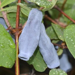 Docz Velikana 2 Éves Előnevelt Mézbogyó