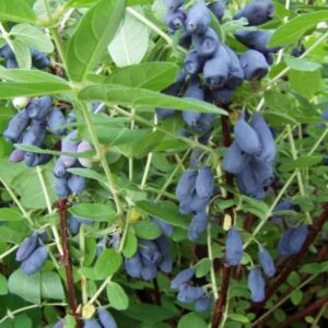 Wojtek 2 Éves Előnevelt Mézbogyó