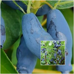 Lengyel Kedvencek Mézbogyó Válogatás (2db)